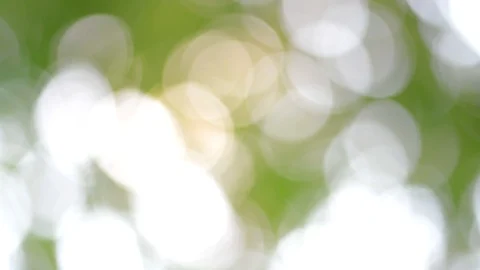 Defocused Abstract Nature Background With Green Leaves And Bokeh Lights Stock Footage 128284320