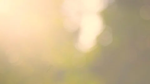 Defocused abstract nature background yellow leaves Stock Footage 108574522