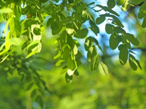 Defocused and blur image of small green leaves closeup Stock Photos