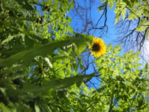 Defocused and blurred image of spring plants Stock Photos