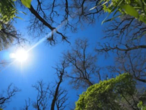 Defocused and blurred image of spring trees Stock Photos