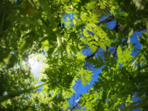 Defocused and blurred image of spring plants Stock Photos