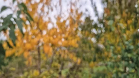 Defocused background of an autumn forest scene with multicolored trees foliage.  Stock Footage 290188409