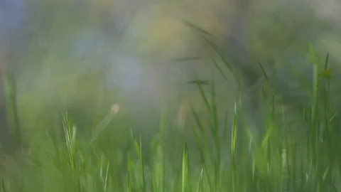 Defocused background - Blurred grass in a meadow Stock-Footage 88747889