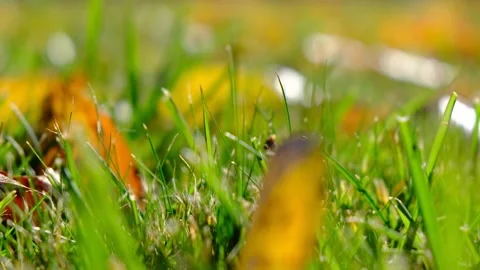 Defocused background with bright yellow and orange autumn fallen in the grass on Stock Footage 167282478