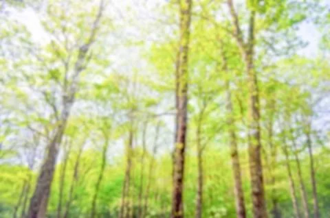 Defocused background of a forest in spring Foto stock