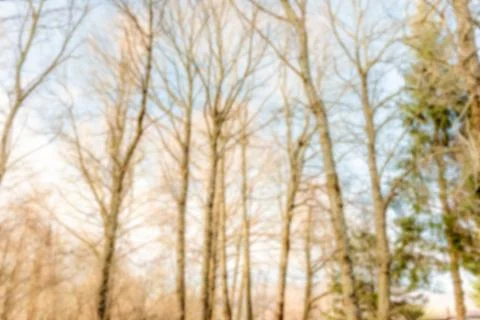 Defocused background with forest trees Stock Photos