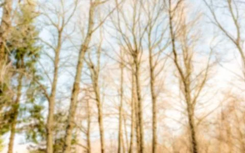 Defocused background with forest trees Stock Photos