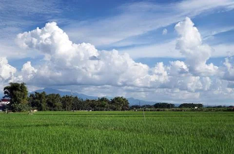 Defocused background. Ripe rice fields with nice clouds and blue sky Stock Photos