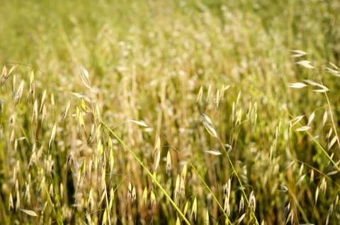 Defocused background of spring wild oat  field . Stock Photos