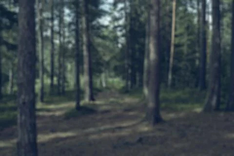 Defocused background for text copy of a earth colored fir forest footpath Stock Photos