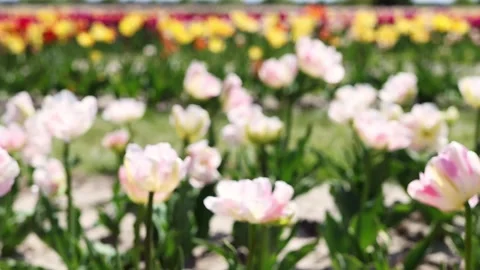 Defocused background with white and pink tulips. Conception of beauty in nature Stock Footage 276722124