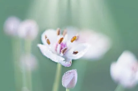 Defocused background of wildflowers. Light effect and drops. 写真素材