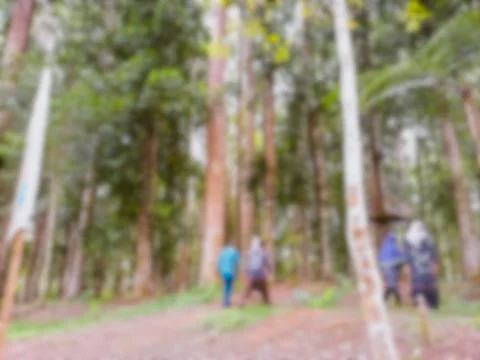 Defocused, beautiful view at Madapi Forest Curup 스톡 사진