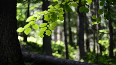 Defocused beech leaves moving Stock Footage 112107952