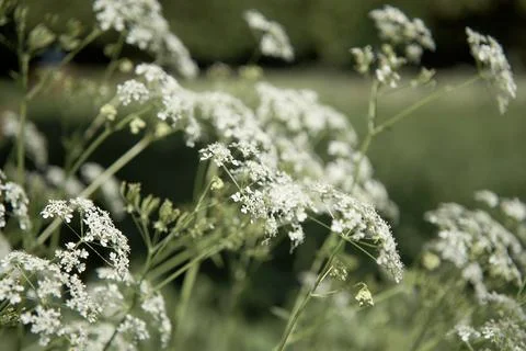 Defocused blurred background with Queen Anne's Lace meadow Stock Photos