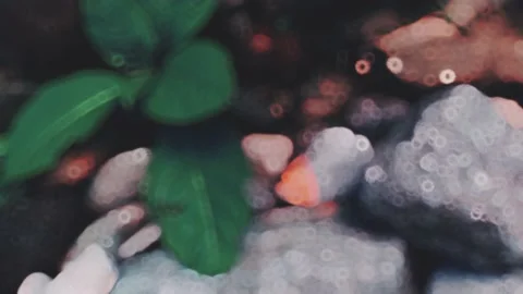 Defocused blurry footage of large leaf poke weed Phytolacca americana flue cured Video stock 230965824