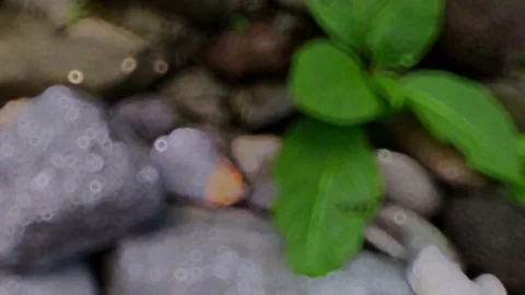Defocused blurry footage of large leaf poke weed Phytolacca americana flue cured Video stock 230965868
