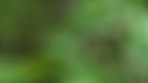 Defocused blurry leaves of a tree. abstract nature background Stock-Footage 244777486