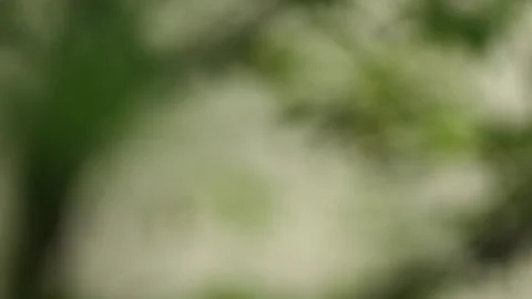 Defocused blurry leaves of a tree. abstract nature background Video stock 244777570
