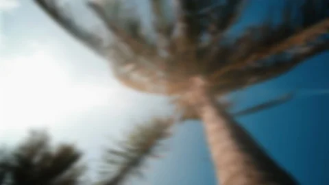 Defocused, blurry view up or bottom view coconut palm trees forest Stock Footage 114980028