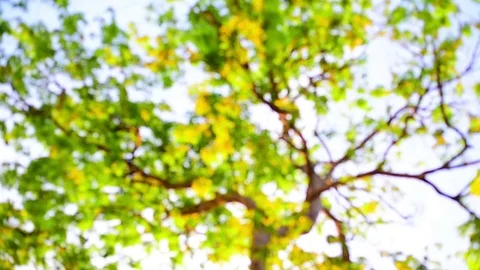 Defocused bokeh background of blossoming trees in sunny day. Stock Footage 77414639