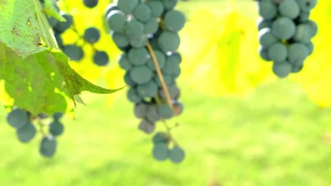 Defocused bokeh background with blue grapes for wine making close-up outdoors on Stock Footage 165112777