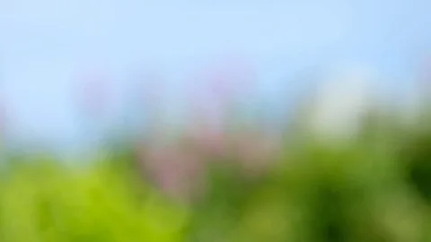 Defocused bokeh background of garden Stock Footage 78758702