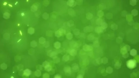 Defocused Bokeh green background, glitter float ,St. Patrick's Day, shamrocks Stock Footage 302348462