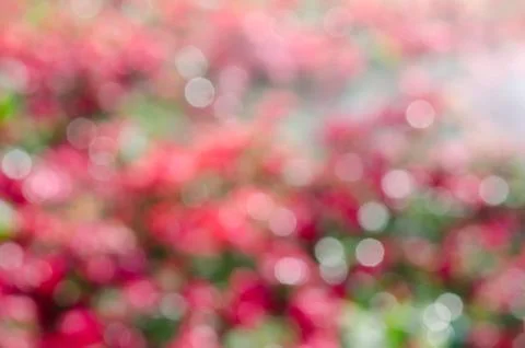 Defocused bokeh lights Stock Photos