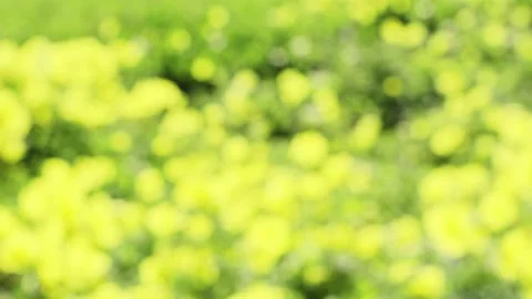 Defocused bright yellow spring flowers background Stock Footage 268569235