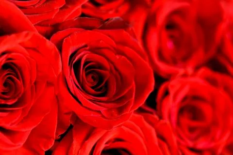 Defocused bunch of red roses patterned as red background Stock Photos