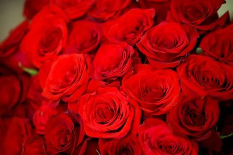 Defocused bunch of red roses patterned as red background Stock Photos