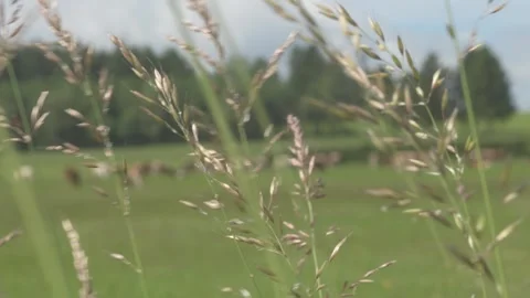 Defocused Cattle in Field with Foreground Grass - Documetary Filler Shot Stock Footage 325265379