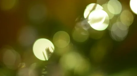 Defocused Christmas tree Background. Stock Footage 58696511