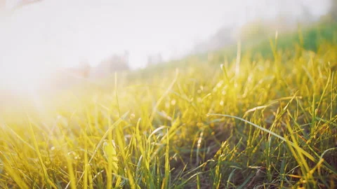 Defocused clearing of fresh grass at dawn Stock Footage 203651787