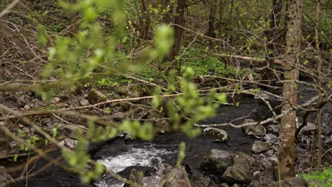 Defocused close up of buds on trees in a forest with a river in the background Stock Footage 274484300