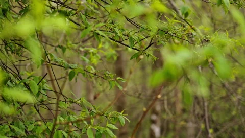 Defocused close up of plants in a forest on a cloudy day. Version 2 Stock Footage 274484942