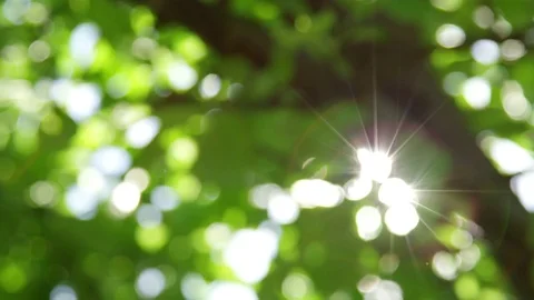 DEFOCUSED CLOSE UP Spring sun shining through lush green leaves in tree canopies Stock Footage