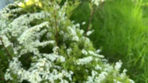 Defocused dense green Spiraea bush Stock Footage 319553087