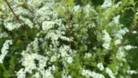Defocused dense green Spiraea bush covered in small white clustered flowers Stock Footage 319554554
