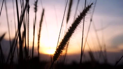 Defocused dry grass at sunset Stock Footage 156285484