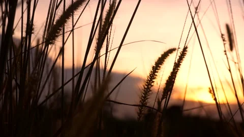 Defocused dry grass at sunset Stock Footage 156285499