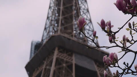 Defocused Eiffel Tower Paris in Spring Season, View Through Flowering Tree Stock Footage 241288532