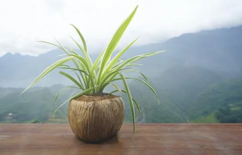 Defocused of fern in coconut shell pot on wooden floor. Stock Photos
