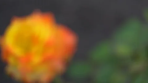 Defocused flower on background, tranquil scene, windy weather. Stock Footage 93133362