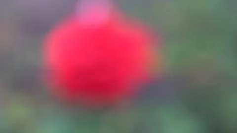 Defocused flower on background, tranquil scene, windy weather. Stock Footage 93133525