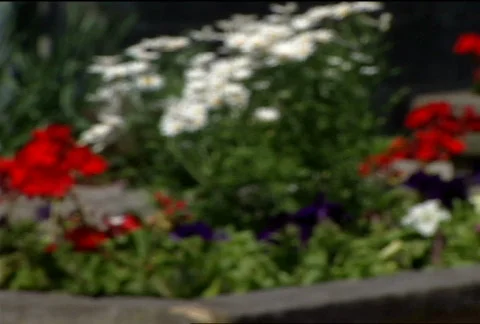 Defocused Flowers Background 064 Stock Footage 488044