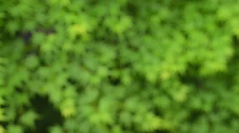 Defocused to focus green maple leaves Stock Footage 65297780