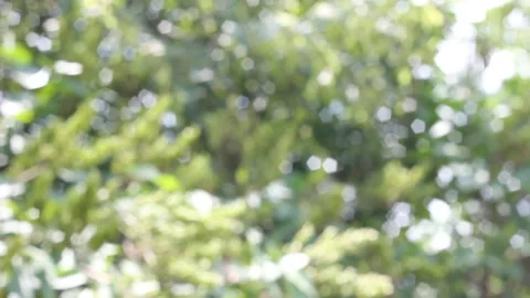 Defocused frame on juicy bright spring leaves with bright boke as a natural Stock Footage 157730129